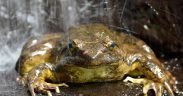 A Goliath Frog or Conraua Goliath. (Photo: San Diego Zoo)