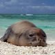 A newly weaned Hawaiian monk seal pup rests at Trig Island, French Frigate Shoals.