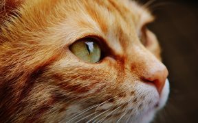 The most common side effects of using CBD oil for cats include sedation, sleepiness, and in rare cases, gastrointestinal issues. (Photo: Pixabay)