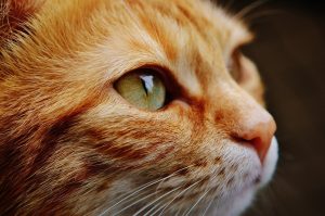 The most common side effects of using CBD oil for cats include sedation, sleepiness, and in rare cases, gastrointestinal issues. (Photo: Pixabay)