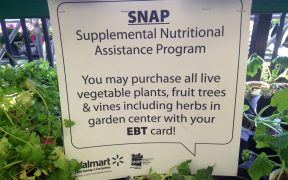 Snap EBT Card Food Assistance Walmart buy vegetable plants and Fruit Trees 7/2014. Pics by Mike Mozart