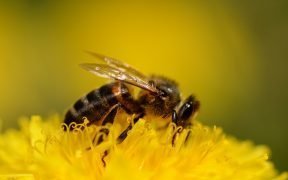 Honey bee (Apis mellifera) on a dandelion (Traxacum sp.)