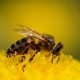 Honey bee (Apis mellifera) on a dandelion (Traxacum sp.)