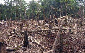 Slash and burn agriculture in the Amazon