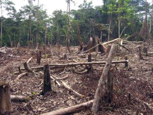 Slash and burn agriculture in the Amazon