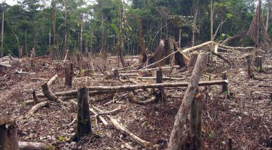 Norway Suspends Donation's to Brazil's Amazon Fund Over Deforestation ...