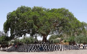 Ethiopia Trees
