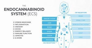 An explanation of the endocannabinoid system. (Graphic: Made By Hemp)