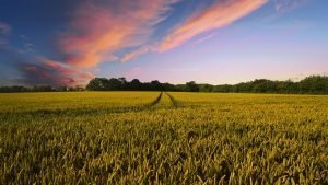 farm, wheat field