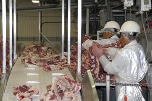 Workers at the Sam Kane beef slaughterhouse in Corpus Christi, Texas on June 10, 2008 dissect, sort and separate beef parts. U.S. Department of Agriculture (USDA) Food Safety and Inspection Service (FSIS) inspectors are on site to ensure the beef is processed in accordance with USDA FSIS regulations.