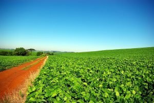 Soybean plantation in Rio Grande do Sul, Brazil.