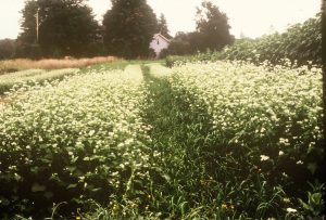 Carbon farming on an organic farm