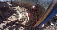 Dogs at the illegal kennel in Llay Llay, Chile.