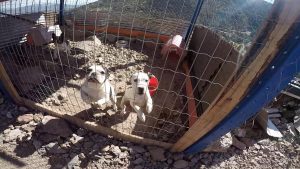 Dogs at the illegal kennel in Llay Llay, Chile.