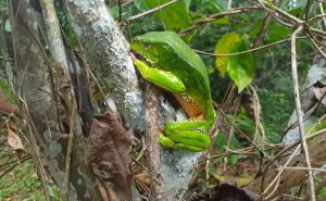 Amazon tree frog in a screenshot from More Joy Less Pain