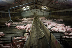 Flourishing antibiotic resistance is just one of the many public health crises produced by factory farming. Other problems include foodborne illness, flu epidemics, the fallout from poor air and water quality, and chronic disease. (Photo credit: Farm Watch/Flickr)