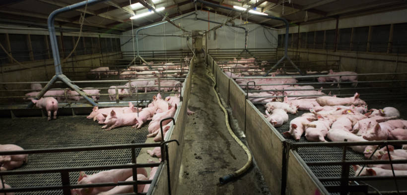 Flourishing antibiotic resistance is just one of the many public health crises produced by factory farming. Other problems include foodborne illness, flu epidemics, the fallout from poor air and water quality, and chronic disease. (Photo credit: Farm Watch/Flickr)