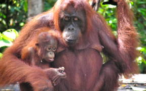 Mama and baby orangutan at Camp Leakey, Tanjung Puting, Indonesia (Rainforest Action Network/Flickr)