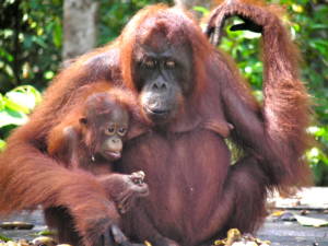 Mama and baby orangutan at Camp Leakey, Tanjung Puting, Indonesia (Rainforest Action Network/Flickr)