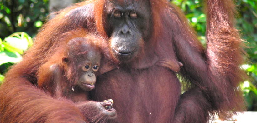 Mama and baby orangutan at Camp Leakey, Tanjung Puting, Indonesia (Rainforest Action Network/Flickr)