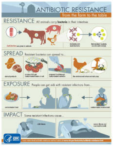 The CDC breaks down how routine antibiotic use on factory farms can lead to antibiotic resistance harming human health. (Photo credit: Centers for Disease Control and Prevention/Wikimedia Commons)