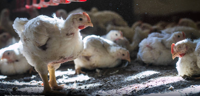 Baby chickens. Image representative of a typical factory farm.