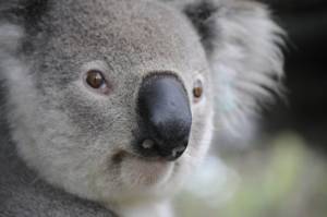 koala. The fires ravaging Australia are yet another sign of the urgency needed to deal with the climate crisis.