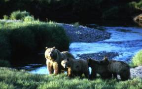 1280px Grizzly bears i.e. brown bears including cubs at Yellowstone National Park 8e268c46 4585 4b15 a417 e88e5139c9b1