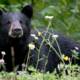 Black Bear in Alaska 1750394833 e1594664341657