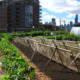Chicago urban farm 1